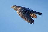 Pigeon In Flight_25082